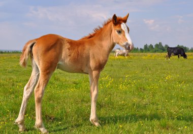 Yaz mera üzerinde tayı