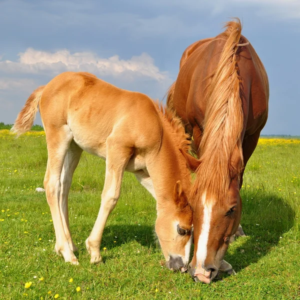 Veulen met een merrie op een zomerweide — Stockfoto