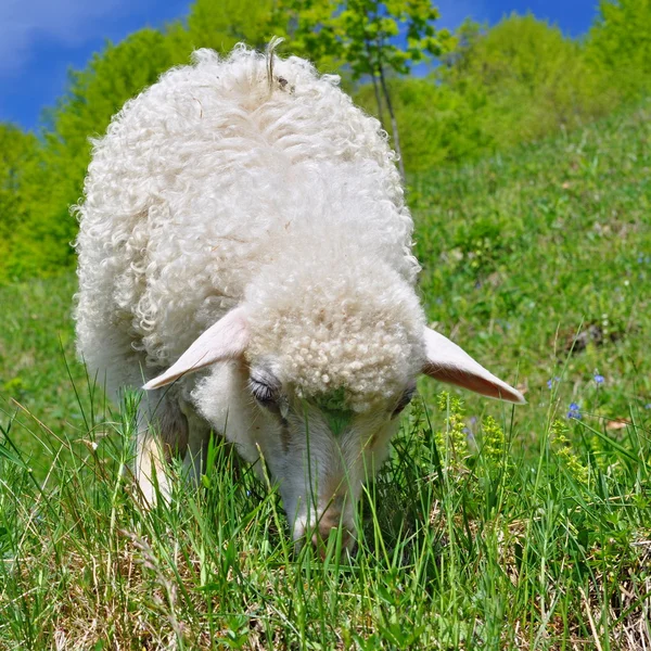 在夏天风景中的羔羊 — 图库照片