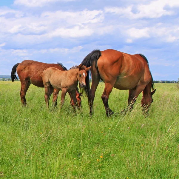 HorseS on a summer pasture — Stock Photo, Image