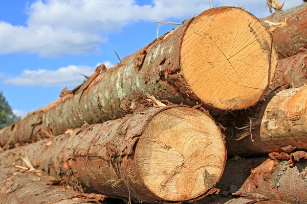 Preparazione del legno — Foto Stock