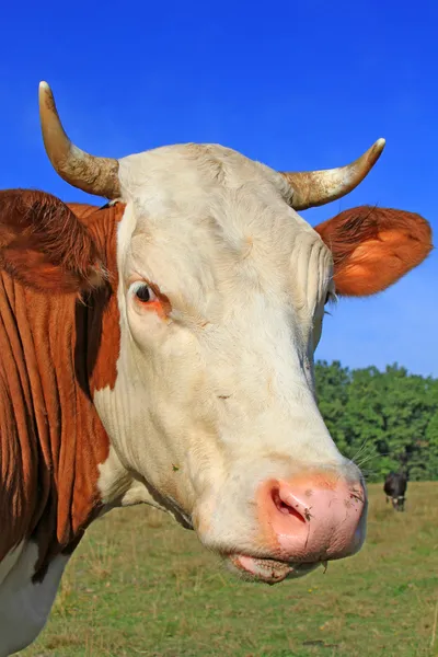 Cabeça de uma vaca contra um pasto . — Fotografia de Stock