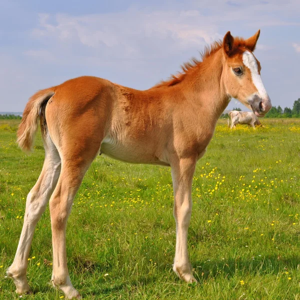 Foal 여름 방목 지에 — 스톡 사진