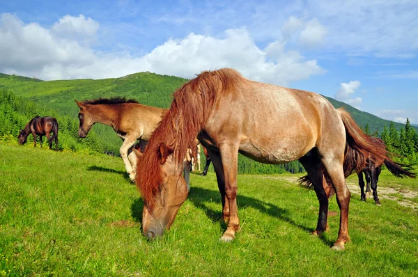 Cavalos em um pasto de montanha de verão — Fotografia de Stock