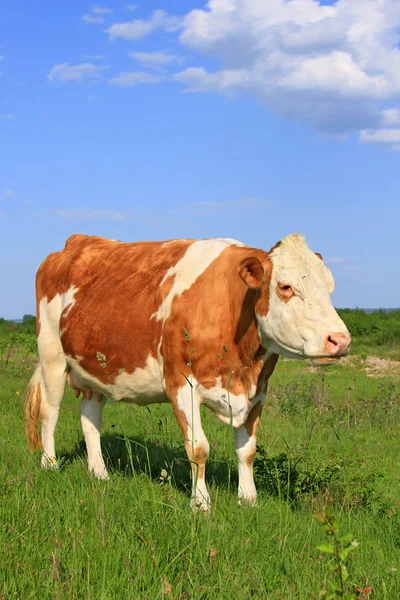 Vaca em um pasto de verão. — Fotografia de Stock