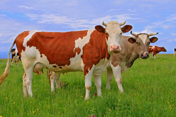 Cows on a summer pasture Royalty Free Stock Photos