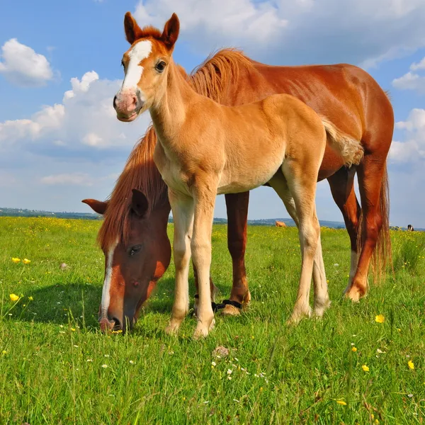 Foal 여름 방목 지에 — 스톡 사진