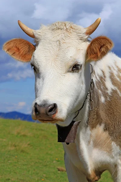 El ternero en un pasto de montaña de verano —  Fotos de Stock