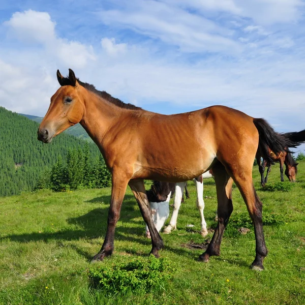 Foal 여름 방목 지에 — 스톡 사진
