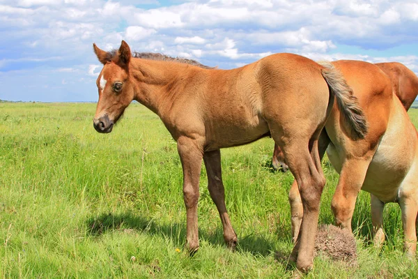 Puledro su un pascolo estivo — Foto Stock