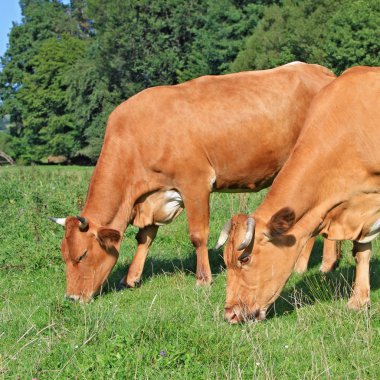 Yaz otlağında inekler