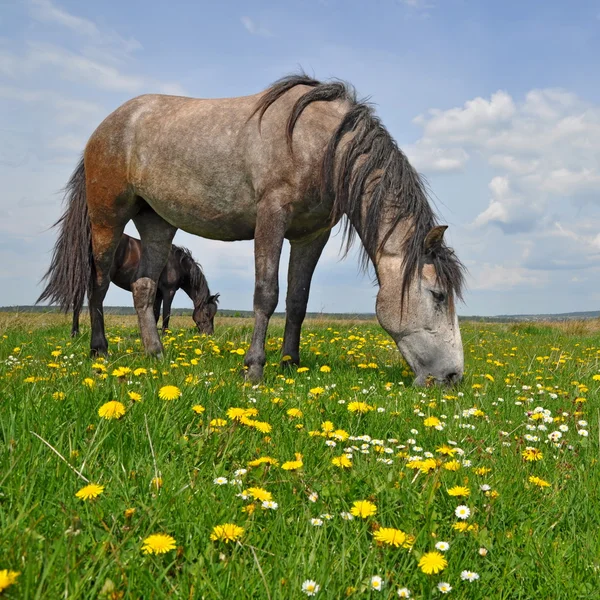 夏の牧草地で馬が — ストック写真