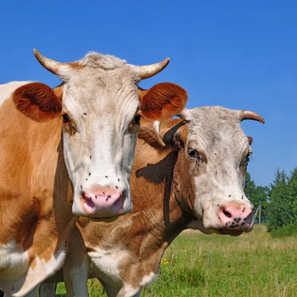 Köpfe einer Kuh gegen eine Weide — Stockfoto