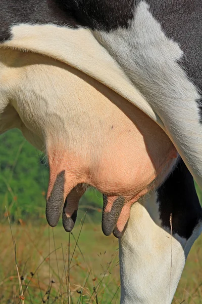 Udder av en ung ko. — Stockfoto