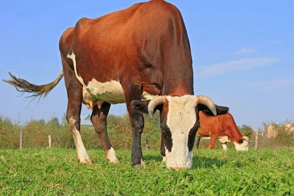 Sapi di padang rumput musim panas. — Stok Foto