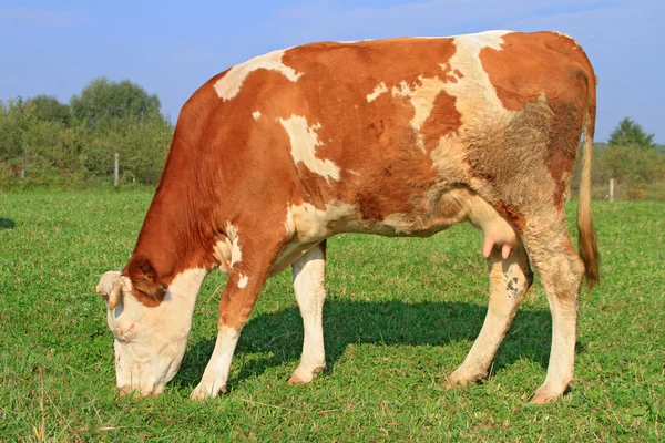 Kuh auf einer Sommerweide. — Stockfoto