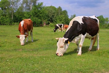 Yaz otlağında inekler