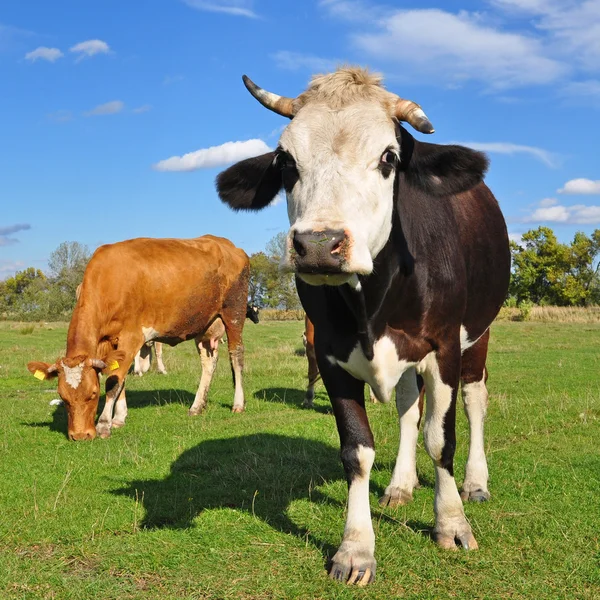 Koeien op een zomerweide — Stockfoto