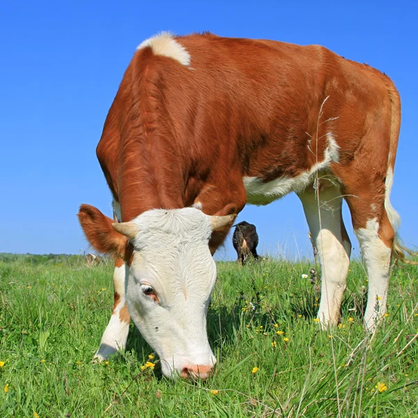 Het kalf op een zomer weiland — Stockfoto