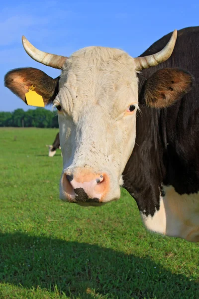 Cabeza de vaca contra un pasto —  Fotos de Stock