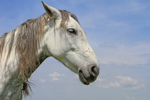 Testa di cavallo contro il cielo — Foto Stock