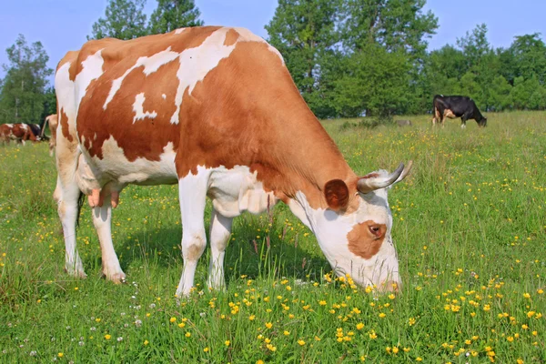 Ko på sommarbetesmark — Stockfoto