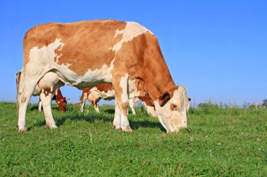 Yaz otlağında inek