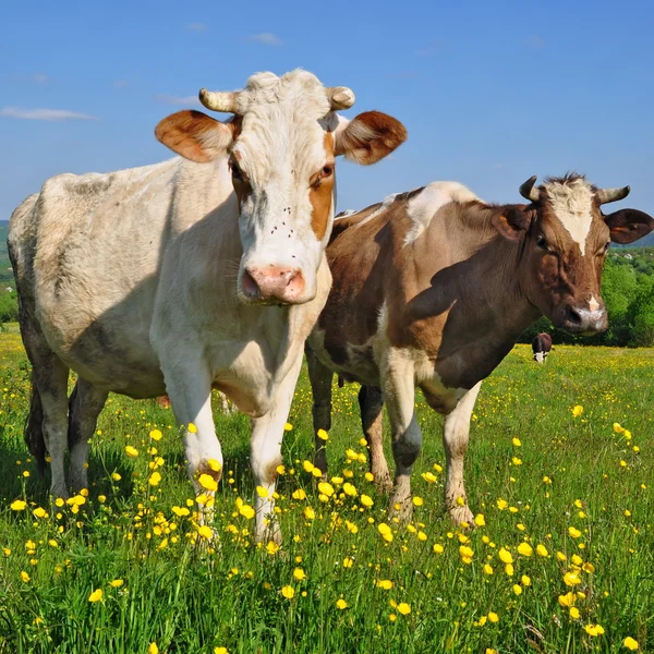 Coww on a summer pasture — Stock Photo, Image