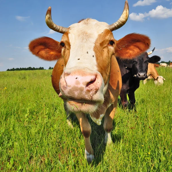 Vache dans un pâturage d'été — Photo