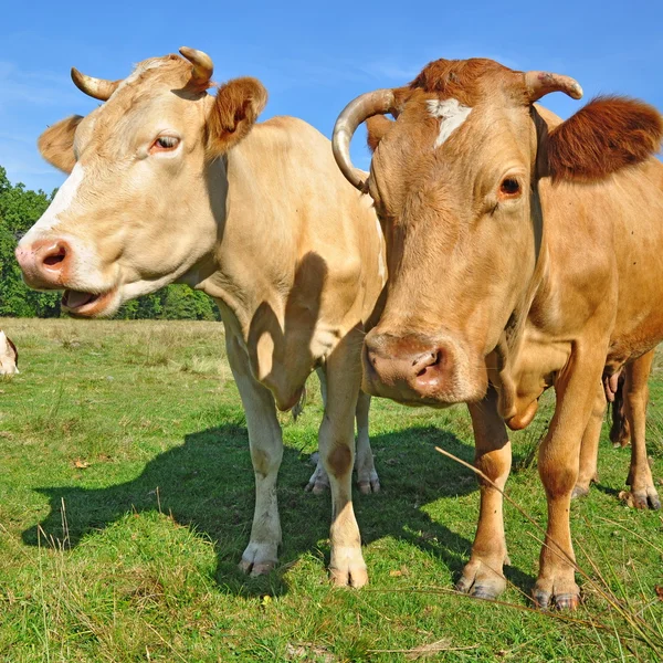 Vacca su un pascolo estivo — Foto Stock
