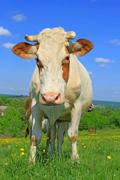 Vaca em um pasto de verão — Fotografia de Stock