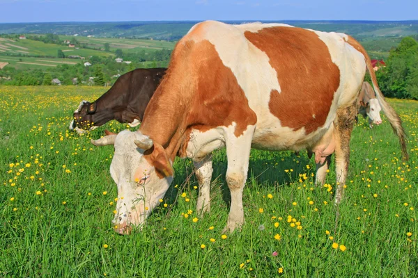 Coww na letní pastviny — Stock fotografie