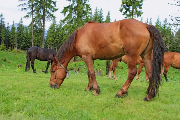 夏の牧草地で馬が — ストック写真