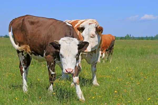 ลูกวัวบนทุ่งหญ้าฤดูร้อน — ภาพถ่ายสต็อก