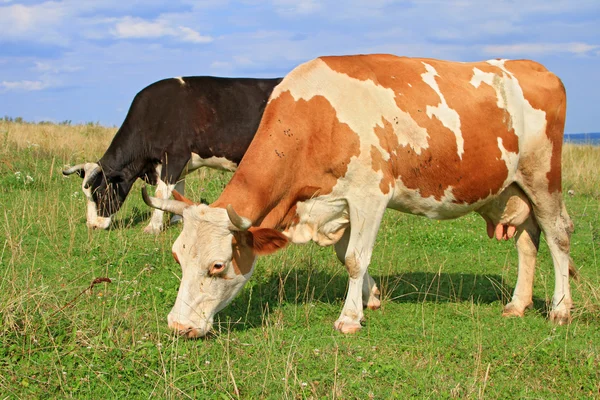 Coww yaz mera üzerinde — Stok fotoğraf