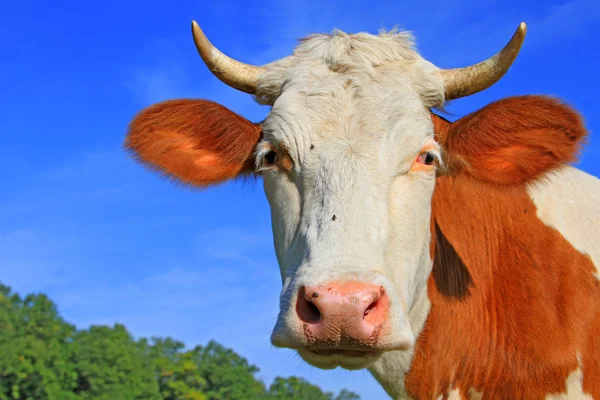 Hoofd van een koe tegen de hemel — Stockfoto