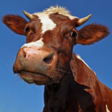 gökyüzü bir inek başkanı