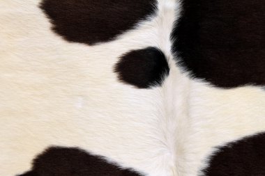 bir inek bir deri parçası