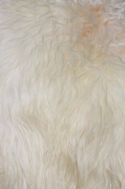 bir koyun mamul deri