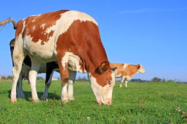 bir yaz mera derisindeki