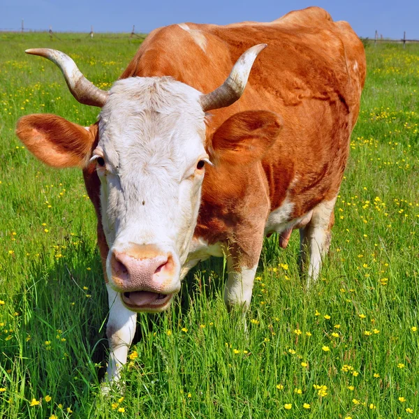 Vache dans un pâturage d'été — Photo