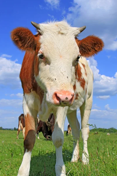 Het kalf op een zomer weiland — Stockfoto