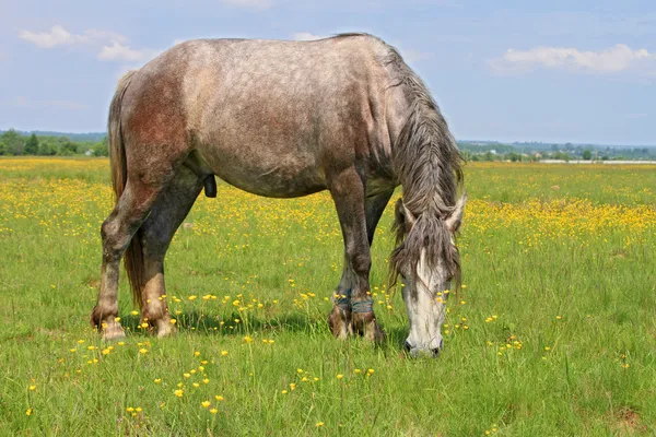Άλογο σε καλοκαιρινό βοσκότοπο — Φωτογραφία Αρχείου
