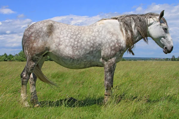 Häst på sommarbetesmark — Stockfoto