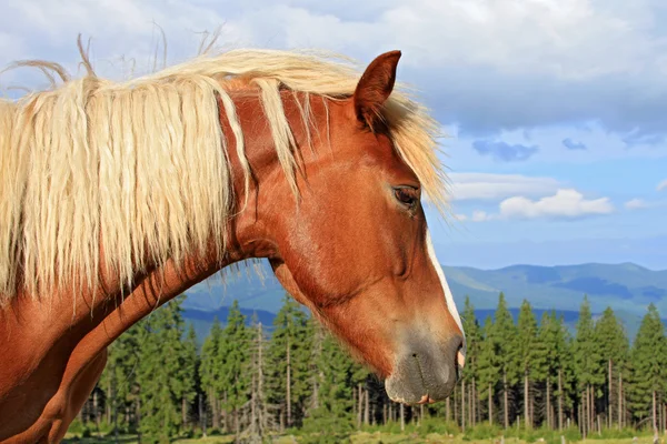 Cabeça de cavalo contra o céu — Fotografia de Stock