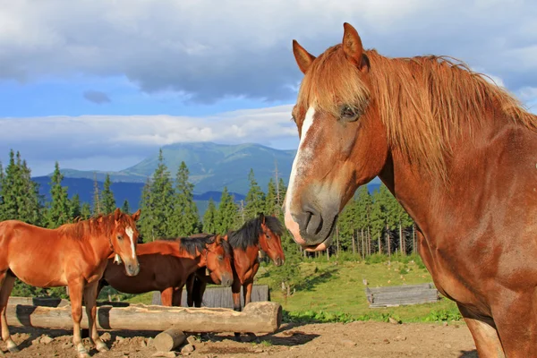 Pferde auf einer Sommer-Alm — Stockfoto