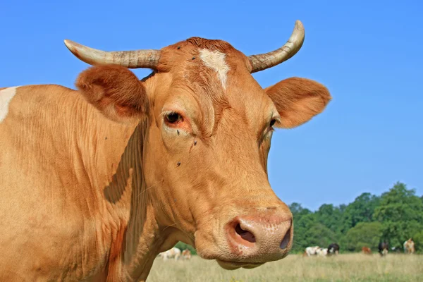 Cabeça de uma vaca contra um pasto — Fotografia de Stock