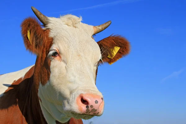 Head of the calf against the sky — Stock Photo, Image