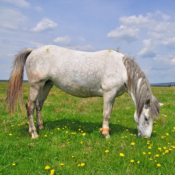 Horse on a summer pasture — Stock Photo, Image