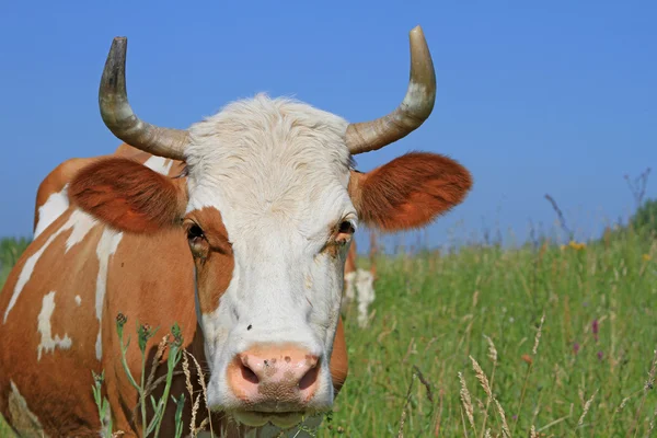 Kuh auf einer Sommerweide. — Stockfoto